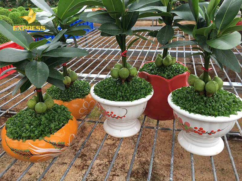 Đây còn là món quà mừng tân gia vô cùng thiết thực ấn chứa lời chúc và thông điệp tốt đẹp cho gia chủ.