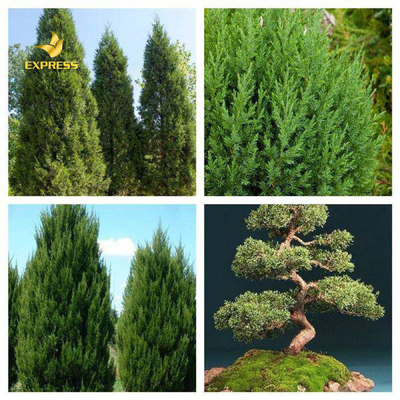 Hình ảnh của cây các cây tùng la hán