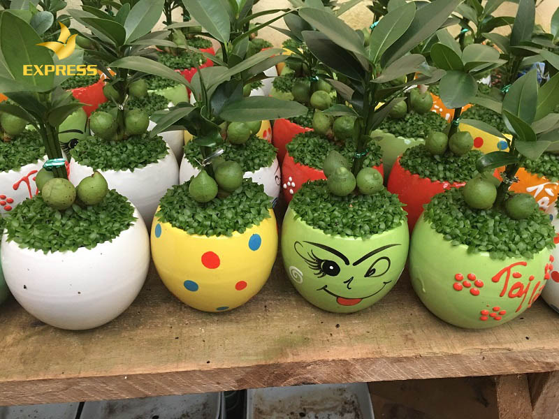 Loại cây này theo phong thủy và niềm tin của nhiều người sẽ mang lại những may mắn nhất định