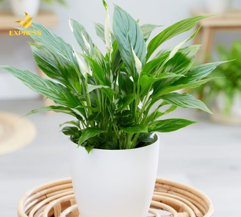 Lợi ích khi bạn trồng cây cảnh trong nhà