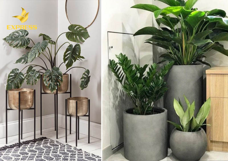 Trang trí góc nhà bằng các chậu cây tự nhiên