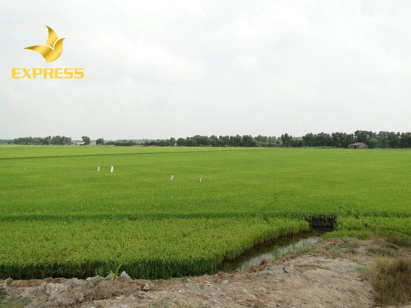 Ảnh 1: Đất ruộng Mộc Hóa là đích ngắm của nhiều nhà đầu tư hiện nay. (Nguồn: Internet)