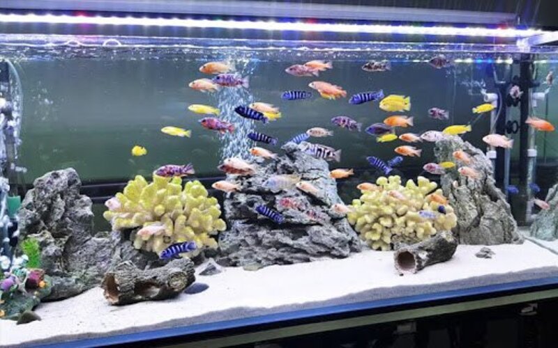 Bể cá phong thủy hợp với mọi tuổi trong 12 con Giáp