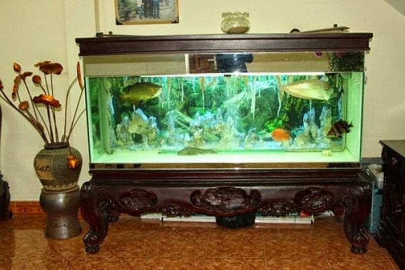 Cá cảnh được nhiều người ưa chuộng hiện nay