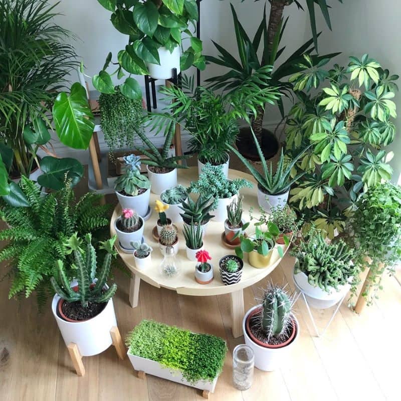 Các điều cần tránh khi chọn cây trong nhà