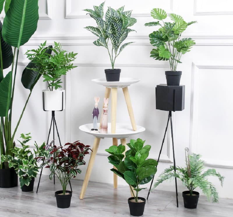 Các điều lưu ý khi chọn lựa cây