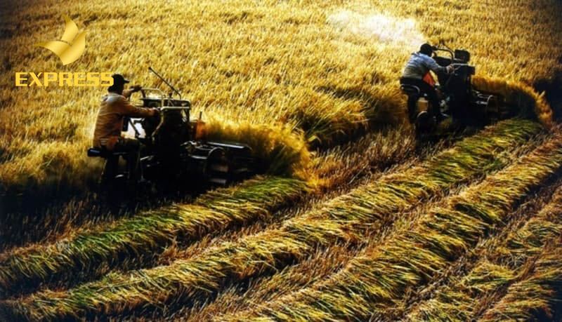 Cần tìm hiểu điều kiện mua đất ruộng để tránh tranh cãi không đáng có sau này