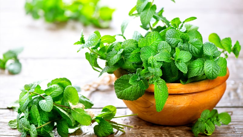 Cây bạc hà vừa có khả năng lọc không khí vừa có mùi thơm dễ chịu