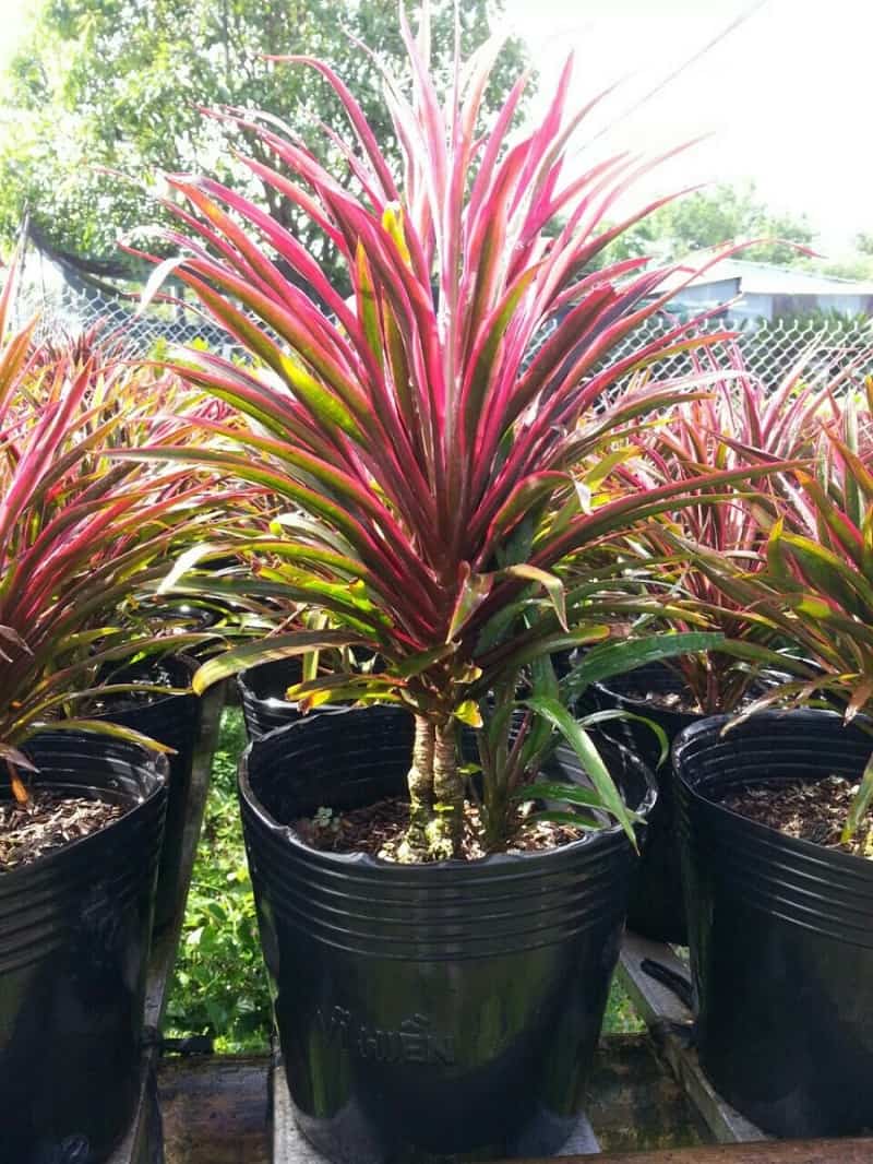 Cây hồng phát tài