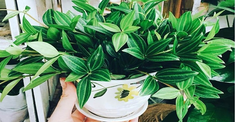 Cây phong thủy trong nhà- Cây bình an