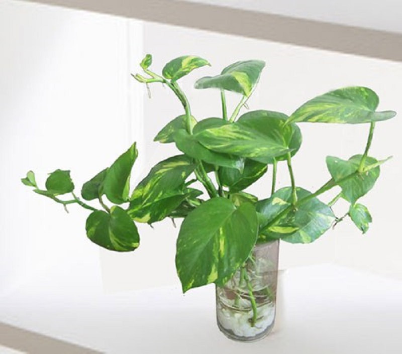 Cây trầu bà nước