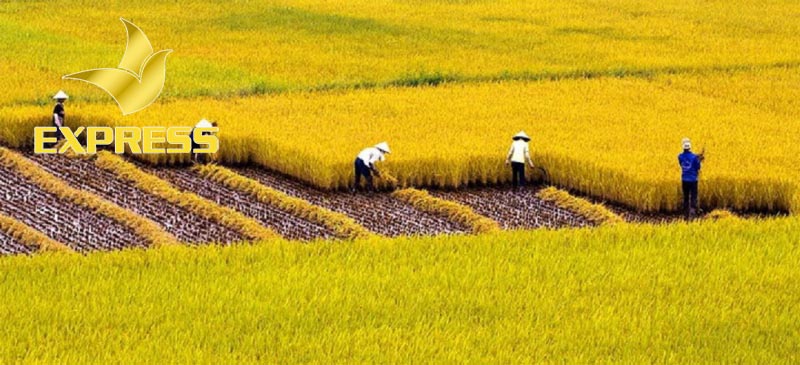 Chỉ thực hiện được chuyển nhượng khi thực hiện nghĩa vụ tài chính