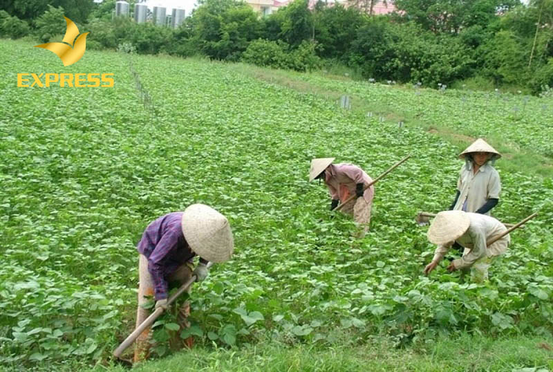 Cho phép chuyển đổi từ đất trồng cây hàng năm sang đất trồng các cây lâu năm