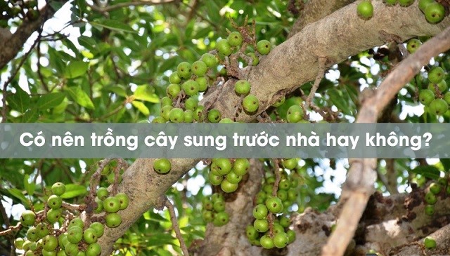 Có nên trồng cây sung trước nhà