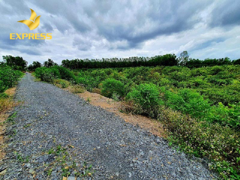 Đất ruộng Đồng Tháp