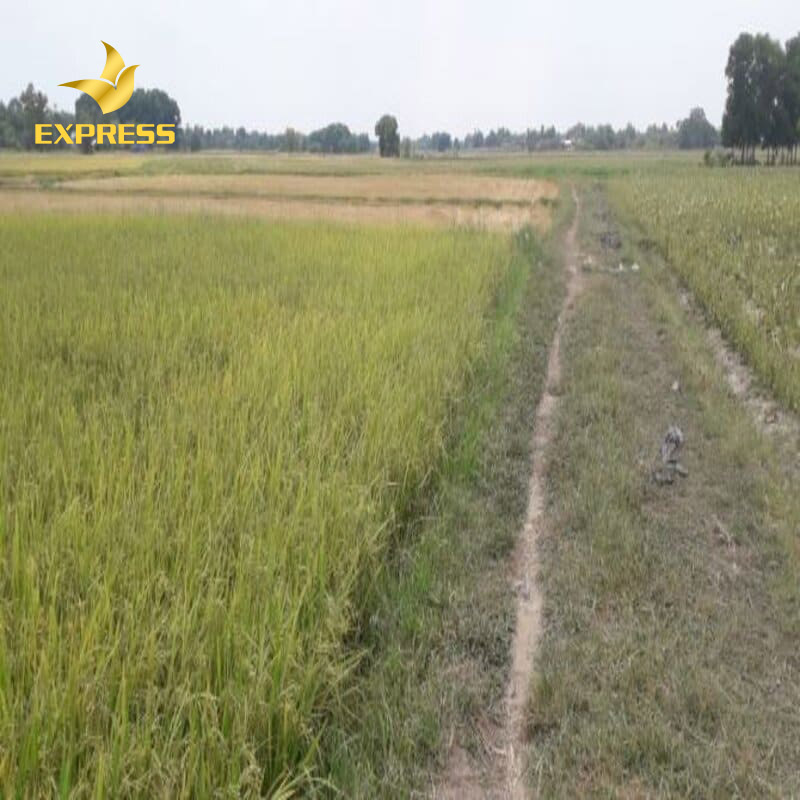 Đất ruộng Đức Hòa tăng mạnh vào đầu năm 2020 vừa qua