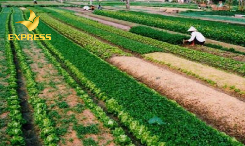 Đất ruộng được xuất phát từ nhóm đất nào