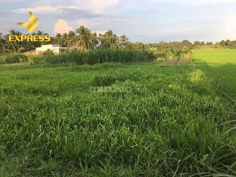 Đất ruộng Gò Công Tây thuộc tỉnh Tiền Giang