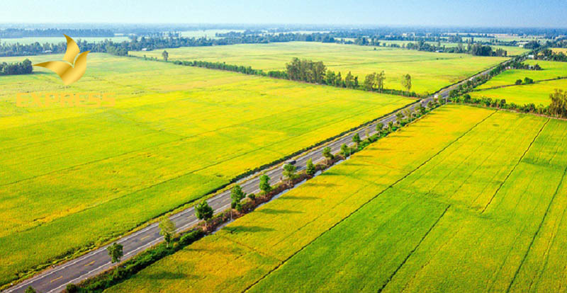 Đất ruộng Hậu Giang sở hữu tiềm năng đầy hứa hẹn