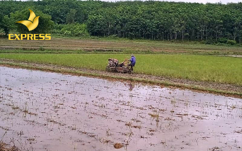 Đất ruộng huyện Tam Nông được quan tâm phát triển mạnh giúp kinh tế tỉnh nhà củng cố và phát triển theo