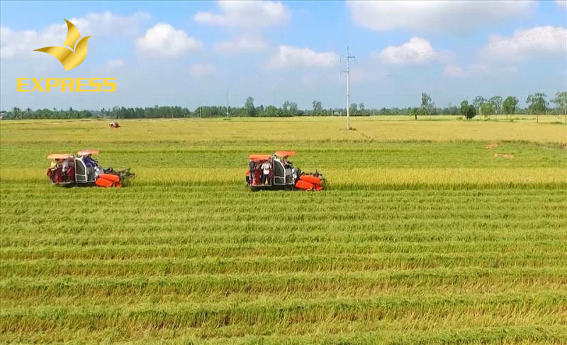 Đất ruộng là đất phục vụ cho mục đích canh tác, sản xuất nông nghiệp