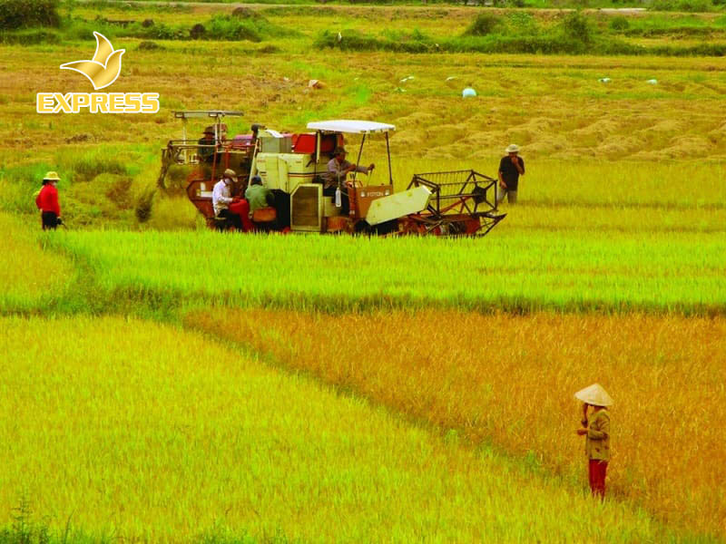 Đất ruộng là gì?