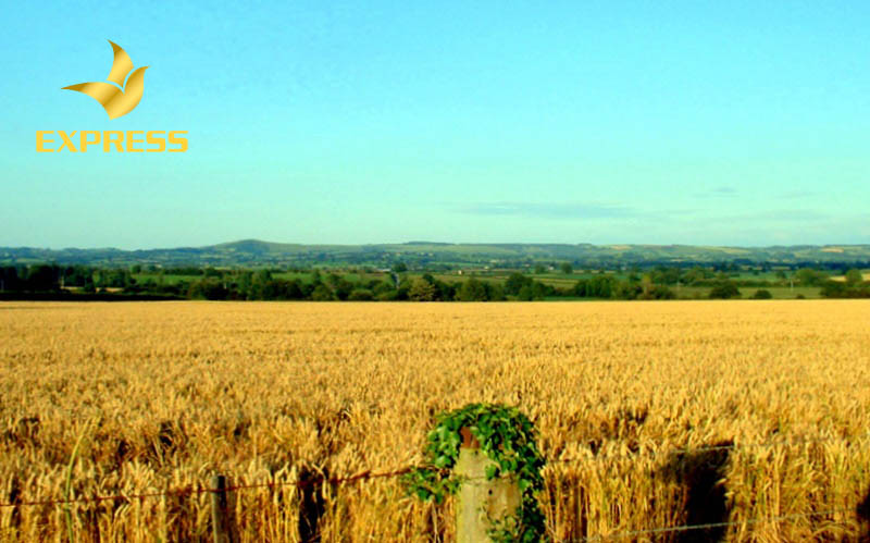 Đất ruộng ở Vĩnh Phúc giá bao nhiêu?