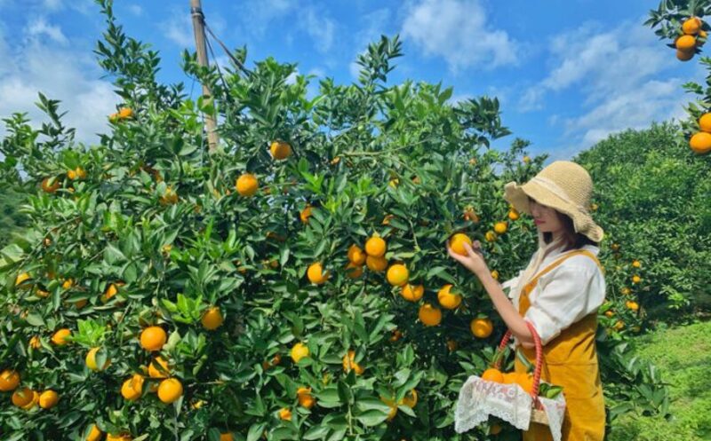 Đất trồng cây ăn quả lâu năm được chuyển nhượng khi có nhu cầu