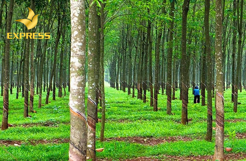 Đất trồng cây lâu năm là gì?