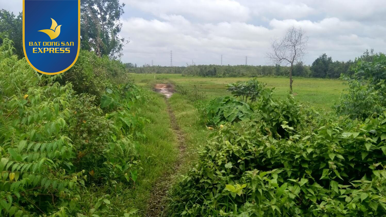 Những lưu ý khi mua đất trồng cây hàng năm