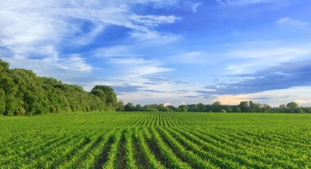 Đất trồng lâu năm