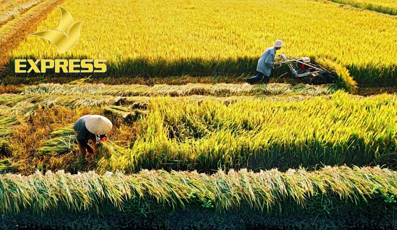 Đối tượng được nhận chuyển đổi sử dụng đất nông nghiệp được quy định như thế nào?