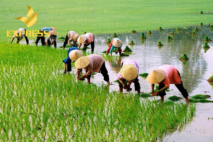 Giá đất hỗ trợ không giống với giá đất ruộng đền bù