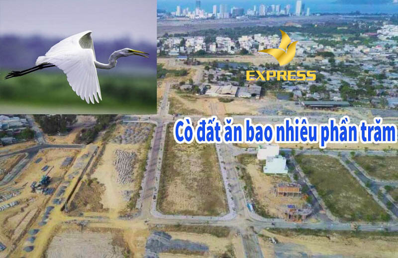 Hoạt động “sôi nổi” của “cò”