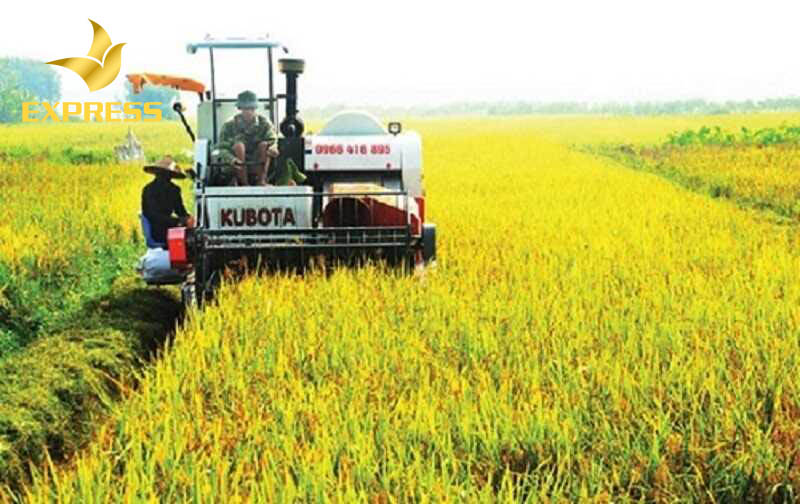 Khu đất ruộng Phú An Bến Cát được khá nhiều người biết đến