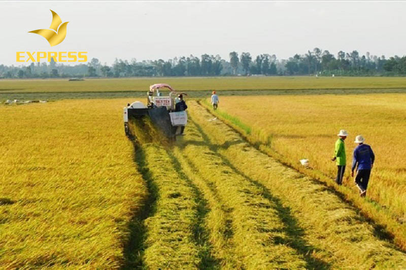 Kinh nghiệm mua bán đất ruộng An Giang