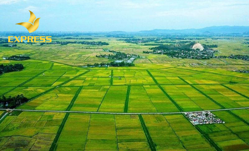 Làm gì để tránh rắc rối xảy ra khi mua đất ruộng?