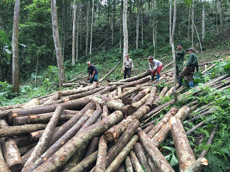 Lợi ích của rừng trồng