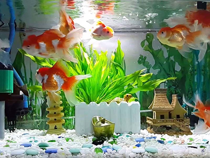 Lưu ý các hướng đặt bể cá hợp với tuổi đem lại tài lộc và thành công cho gia chủ