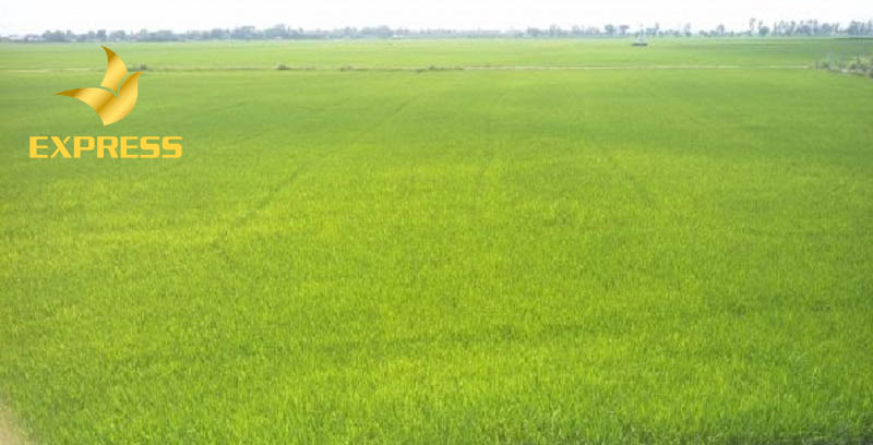 Một số kinh nghiệm quan trọng trong việc mua bán đất ruộng Kiên Giang 2019