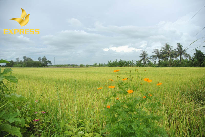 Mua bán đất ruộng Ba Tri
