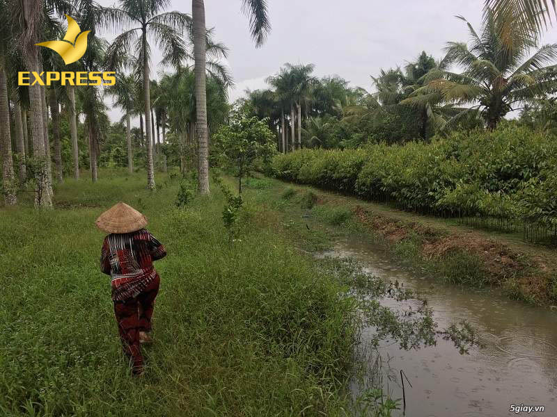 Mức giá đất ruộng Bến Tre được dự đoán sẽ tăng cao trong 3 năm tới