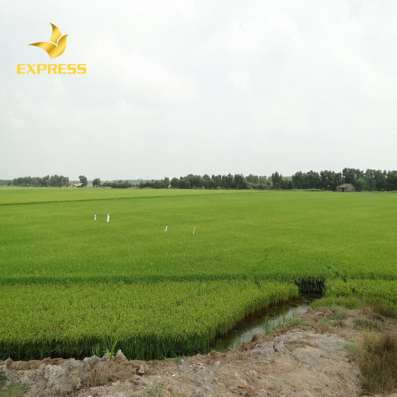 Nên lựa chọn mua đất ruộng có vị trí đẹp để thuận tiện cho việc mua bán sau này