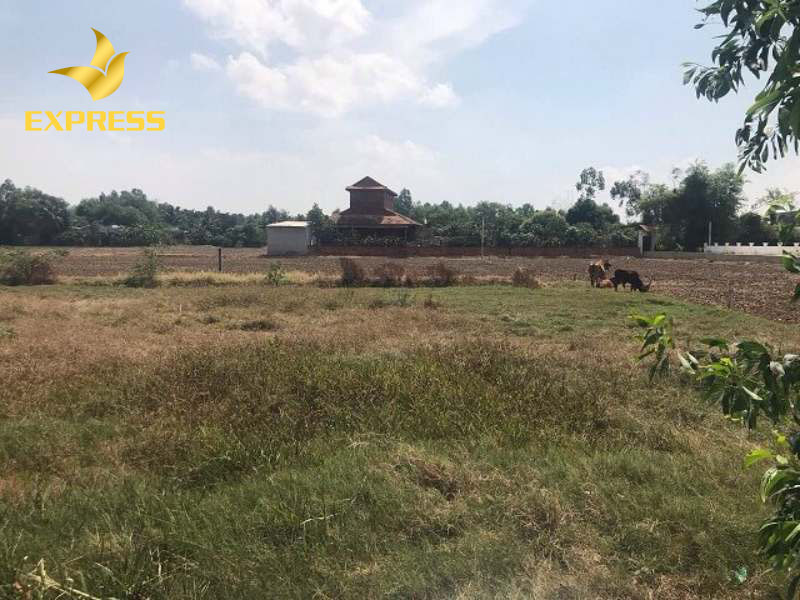 Nhu cầu mua đất ruộng Cần Đước ngày một tăng cao