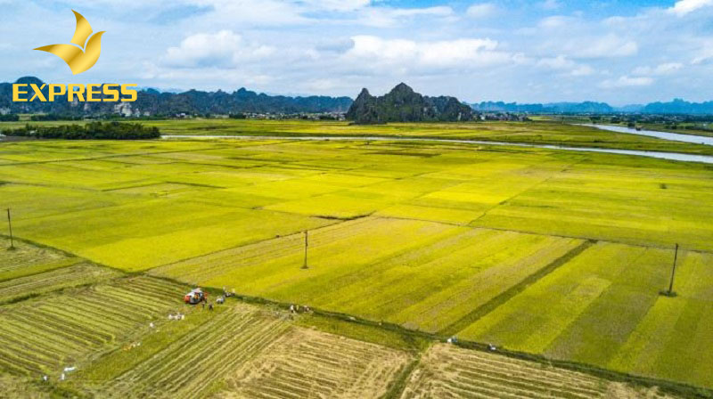 Nên tìm hiểu kỹ càng các thông tin của mảnh đất ruộng trước khi mua
