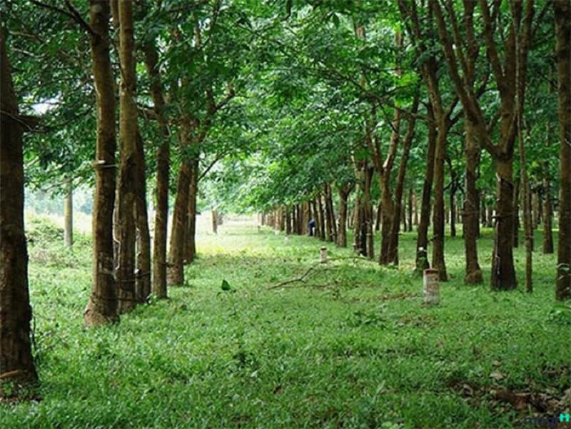 Giải đáp đất CLN là gì? Có được cấp sổ đỏ hay xây dựng không