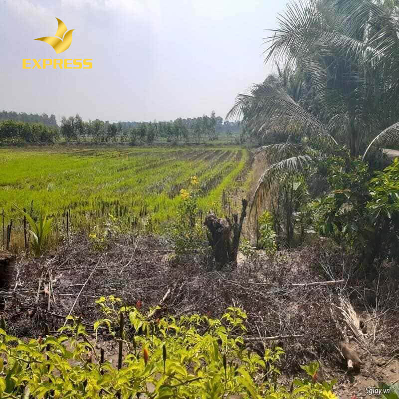Nhu cầu mua đất ruộng Đức Hòa ngày một tăng cao