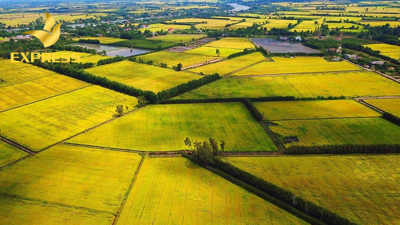 Những kinh nghiệm khi chọn mua đất ruộng trên thị trường hiện nay