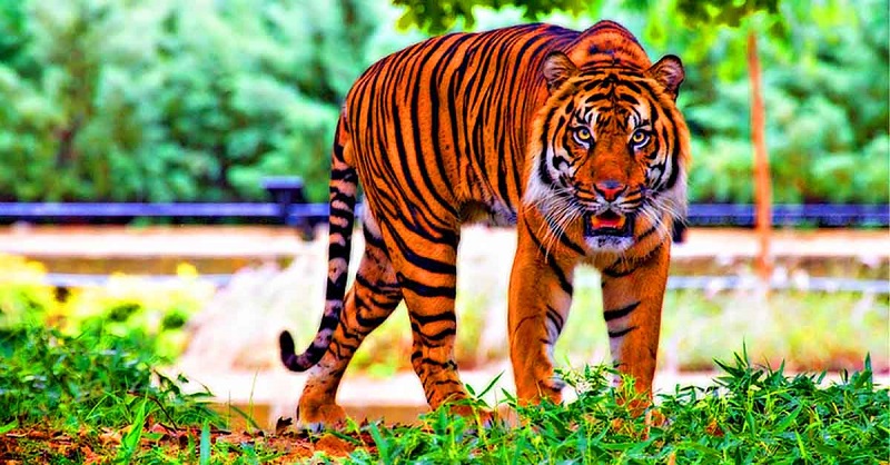 Những thông tin cần thiết có liên quan đến tuổi Giáp Dần