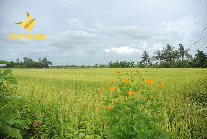 Quy trình mua bán đất ruộng tại Sóc Trăng